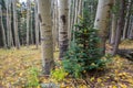 The Inner Basin Trail in Northern Arizona. Royalty Free Stock Photo