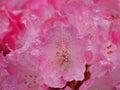 The inner blurred and sharp focus of pink flower of rhododendron plant, that is still wet with rain, the toxic ingredients