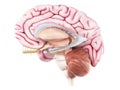 Inner brain anatomy Royalty Free Stock Photo