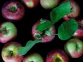 The inner circle of ....APPLES, grouped together, teamwork- one bad apple spoils the whole bunch Royalty Free Stock Photo