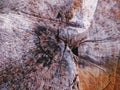 inner core of cut old wood texture