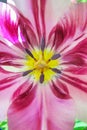 The inner core of the tulip. Divorces and close-up patterns. the color of the year 2023 is viva magenta. Abstraction