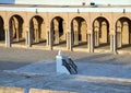 Inner courtyard in the Mosque of Uqba Royalty Free Stock Photo