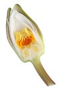 Inner cut of summer white water lily bud. Inside of real plant c Royalty Free Stock Photo