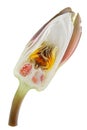 Inner cut of summer white water lily bud isolated macro Royalty Free Stock Photo