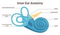 Inner ear anatomy. Vestibular system organ. Membranous labyrinth Royalty Free Stock Photo