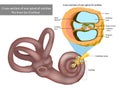 The Inner Ear Cochlea. Cross-section of one spiral of cochlea. Organ of Corti, the sensory organ of hearing. Spiral