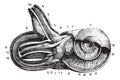 Inner ear. Cup semi-circulairs and limacon channels., vintage engraving