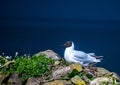 Inner Farne, Farne Islands, UK Royalty Free Stock Photo