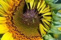 The inner flower, disc disk florets of a sunflower