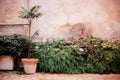 Inner garden with potted plants and creeping vines with old platered wall at the background