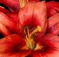 Inner heart red lily with rain drops macro on black background