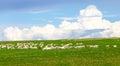Inner Mongolia grassland Royalty Free Stock Photo