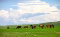 Inner Mongolia grassland Royalty Free Stock Photo