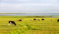 Inner Mongolia grassland Royalty Free Stock Photo