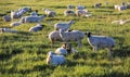 Inner Mongolia grassland Royalty Free Stock Photo