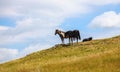 Inner Mongolia grassland Royalty Free Stock Photo