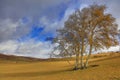 Inner Mongolia Ulan grassland scenery white birch Royalty Free Stock Photo
