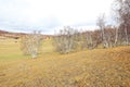 Inner Mongolia Ulan grassland scenery white birch Royalty Free Stock Photo