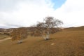 Inner Mongolia Ulan grassland scenery white birch Royalty Free Stock Photo