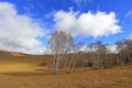 Inner Mongolia Ulan grassland scenery white birch Royalty Free Stock Photo