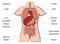 Inner Organs Human Anatomy Chart Names