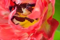 Inner part of pink tulip flower bud with delicate petals. Tulips heart with yellow pistil, stamens macro photo. Royalty Free Stock Photo