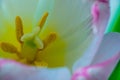 Inner part of pink tulip flower bud with delicate petals. Tulips heart with yellow pistil, stamens macro photo Royalty Free Stock Photo