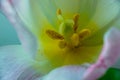Inner part of pink tulip flower bud with delicate petals. Tulips heart with yellow pistil, stamens macro photo. Royalty Free Stock Photo