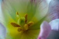 Inner part of pink tulip flower bud with delicate petals. Tulips heart with yellow pistil, stamens macro photo. Royalty Free Stock Photo