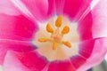 Inner part of pink tulip flower bud, heart with yellow pistil, stamens, petals. Royalty Free Stock Photo