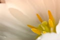 Inner part of white tulip flower bud, petals. Tulips heart with yellow pistil. Royalty Free Stock Photo