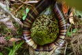 Inner pocket of nepenthes rafflesiana as a place to prey on insects. Closeup nepenthes. Royalty Free Stock Photo