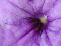 Inner of a purple flower of Ruellia tuberosa