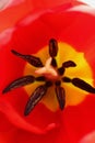 The inner surface of the red tulip and stamens.