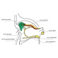 Innervation of the lacrimal gland Royalty Free Stock Photo