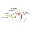 Innervation of the lacrimal gland - side view Royalty Free Stock Photo