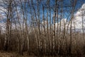 Innisfail Natural Area. Red Deer County, Alberta, Canada Royalty Free Stock Photo