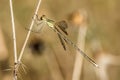 Innkeeper small dragonfly on branch Royalty Free Stock Photo