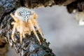 Innkeeper spider waiting for capture, zoom and details Royalty Free Stock Photo