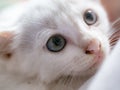 Innocence Unveiled: Close-Up of a White Fur Kitten