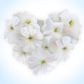 Innocence White Petunia Heart for Valentine day. Love symbol in