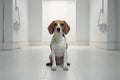portrait of standing beagle on white room
