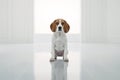 portrait of standing beagle on white room