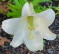 Innocent beauty of an oriental lily Royalty Free Stock Photo