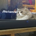 innocent cat blocking the television Royalty Free Stock Photo
