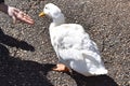 Duck looking for breads on human hand