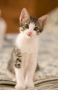 Innocent Kitten Royalty Free Stock Photo
