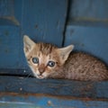 Innocent kitten looking at camera with innocence Royalty Free Stock Photo