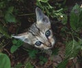 Innocent kitten looking up at camera with innocence Royalty Free Stock Photo